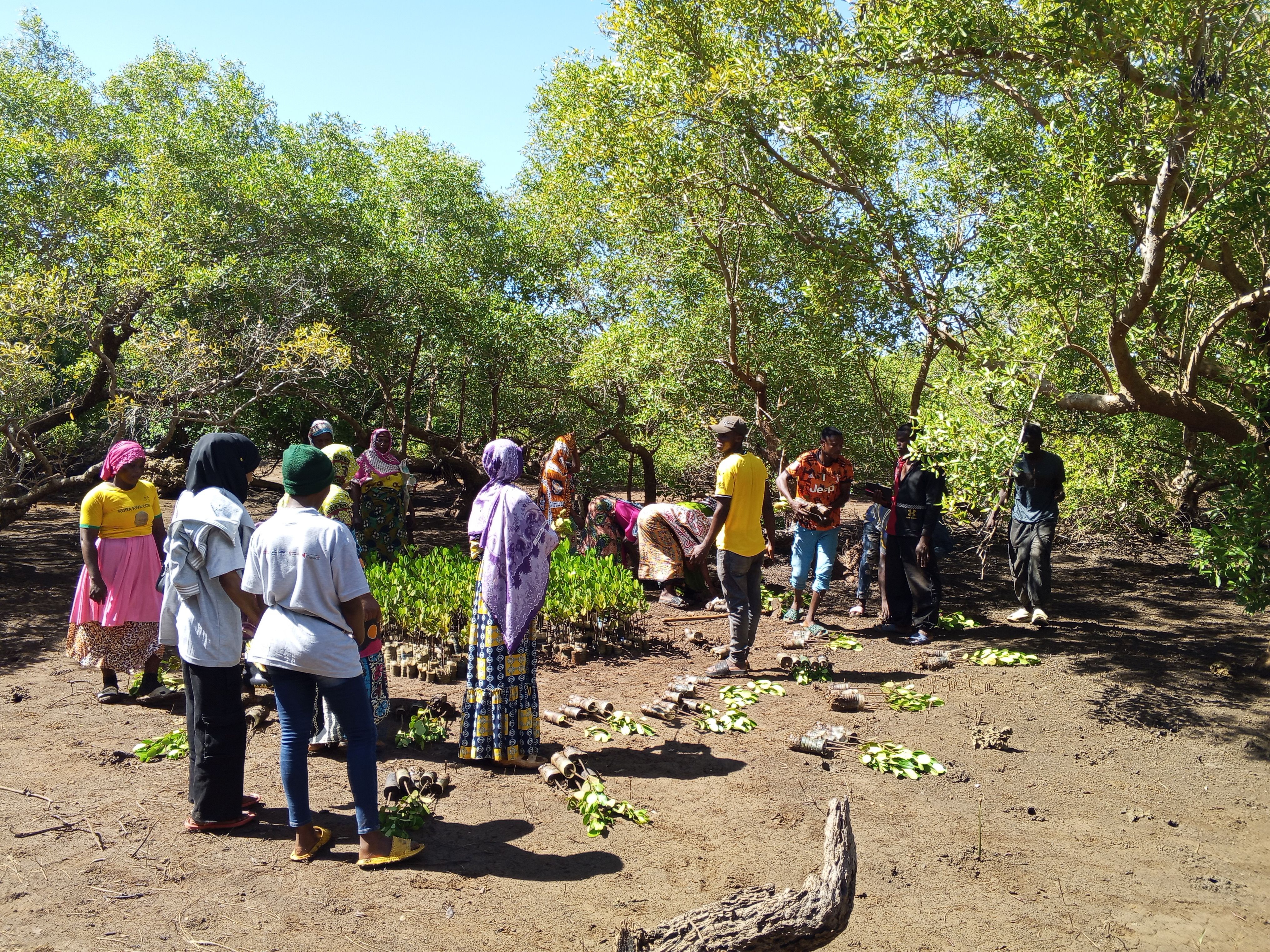 MANGROVE PLANTING AND RESTORATION PROJECT.